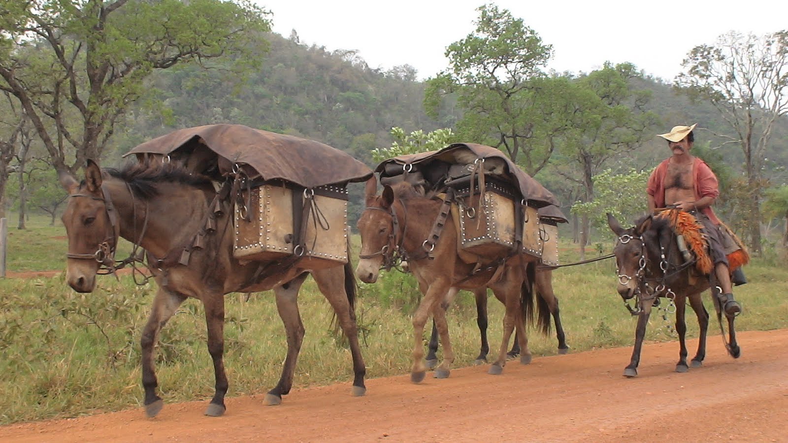 Burro Cargueiro1.jpg