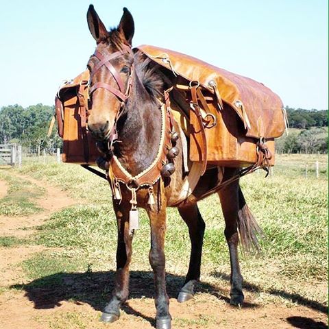 Burro Cargueiro.jpg