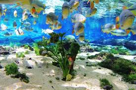 aquario2.jpg