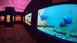 aquario1.jpg