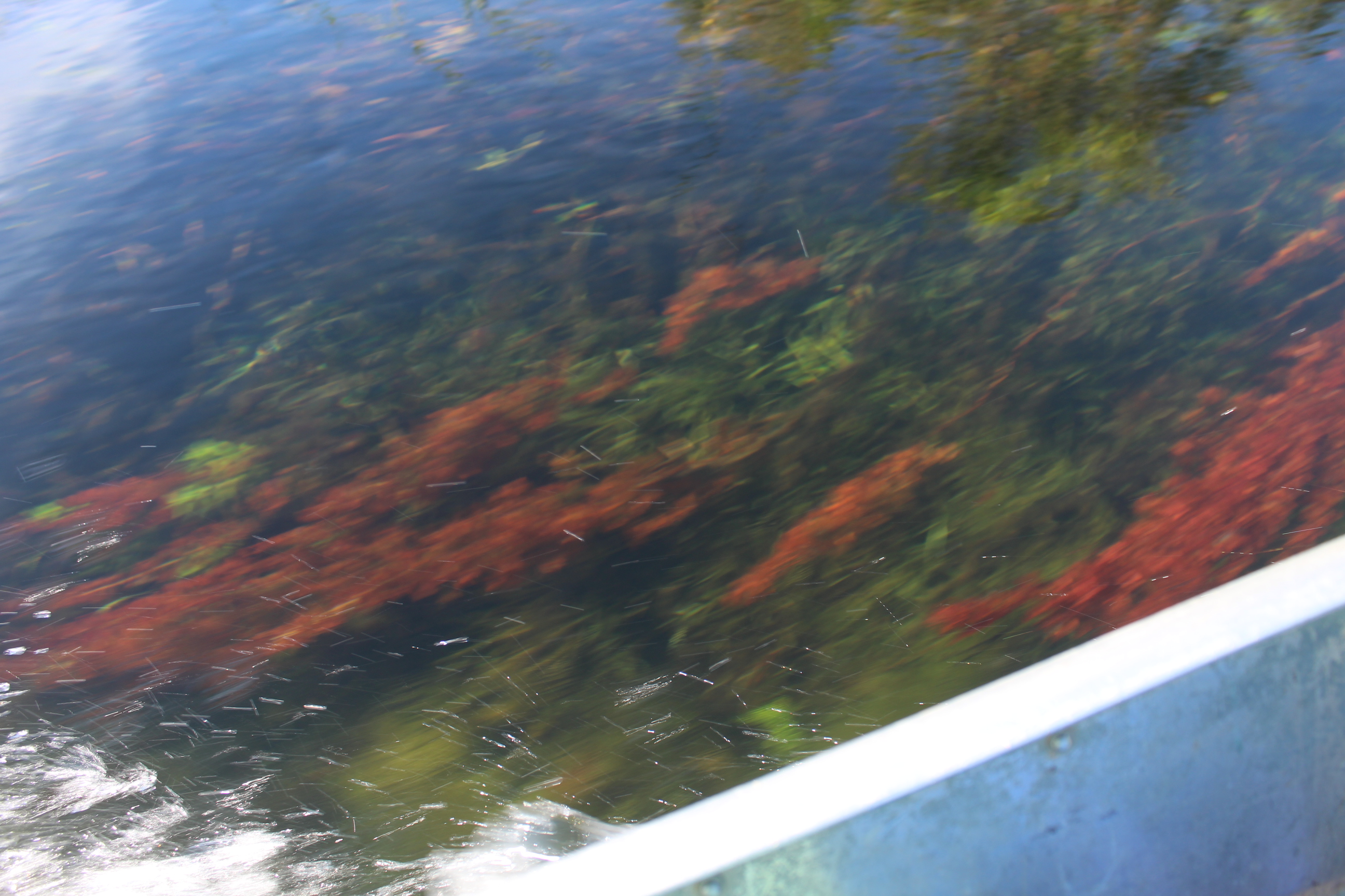 Paraguai Mirim 10.JPG