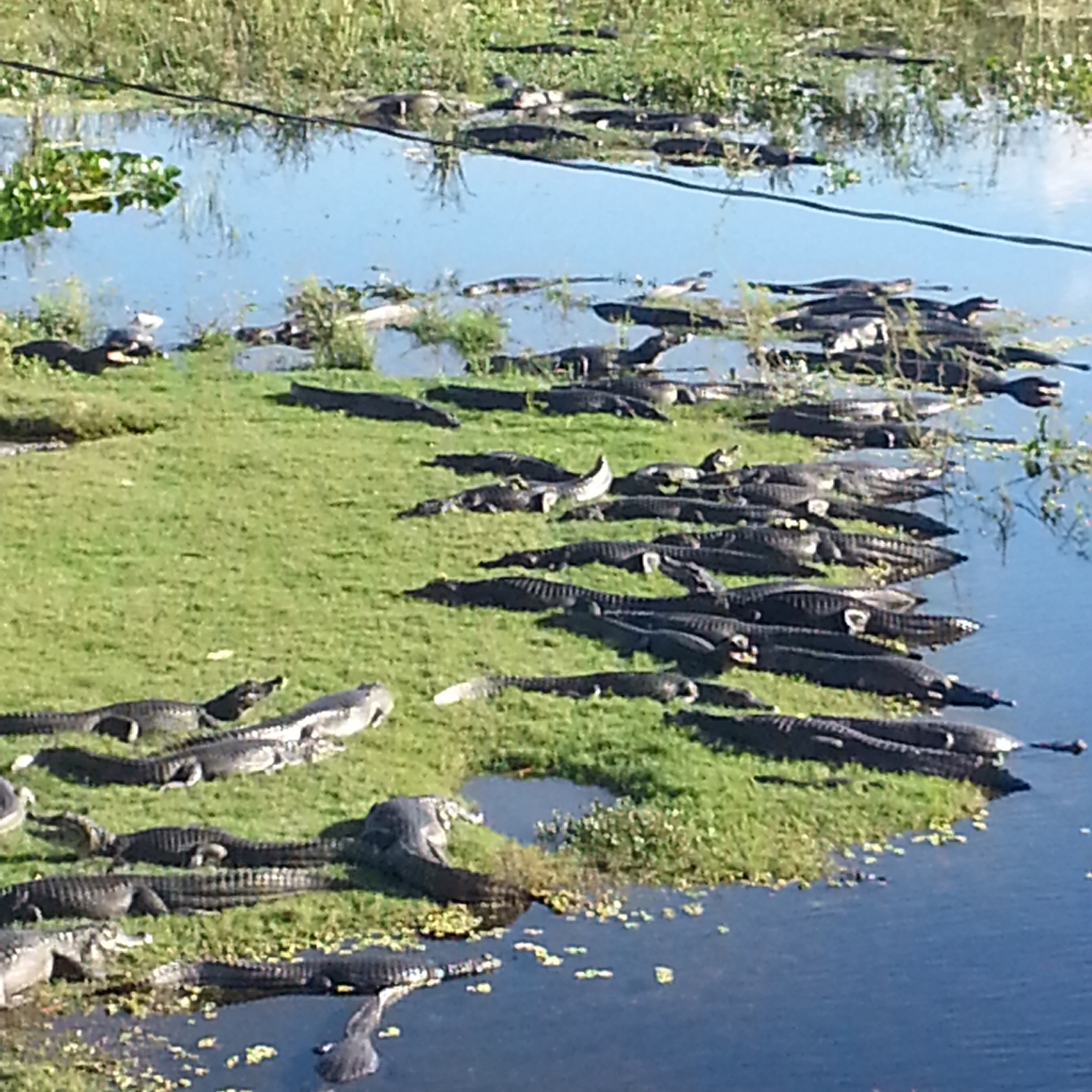 Celular 20.07 491.jpg