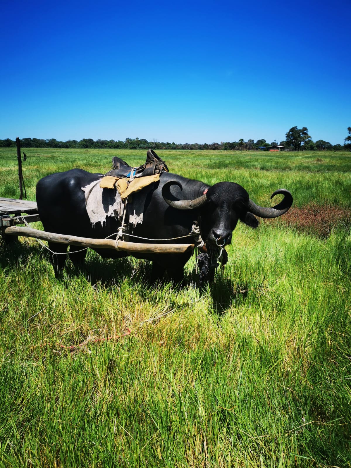 Paraguai Mirim 7.jpg