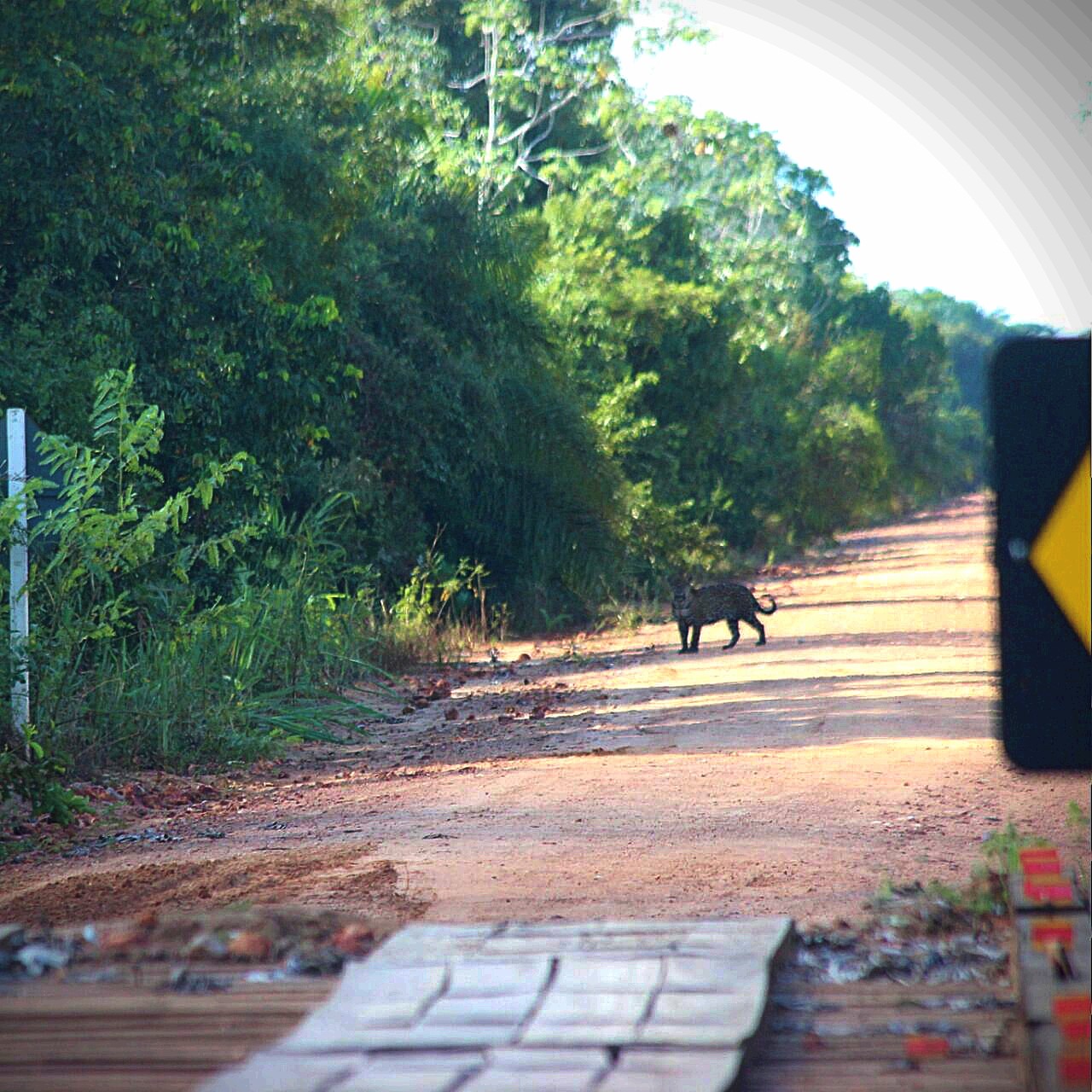 Onça Pantanal Editada.jpg